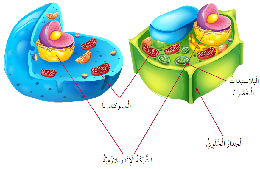الخلية النباتية والخلية الحيوانية الخلية النباتية والخلية الحيوانية
